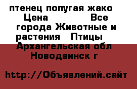 птенец попугая жако  › Цена ­ 60 000 - Все города Животные и растения » Птицы   . Архангельская обл.,Новодвинск г.